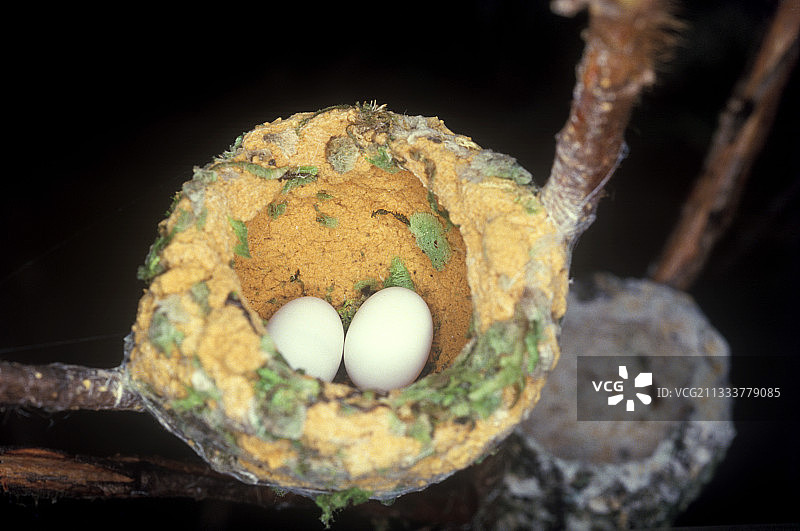 法属圭亚那绿喉蜂鸟的巢和蛋图片素材