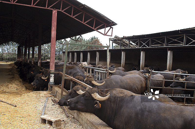 意大利坎帕尼亚奇兰托有机水牛养殖图片素材