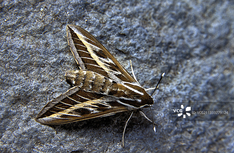 条纹天蛾，法国洛泽尔省图片素材