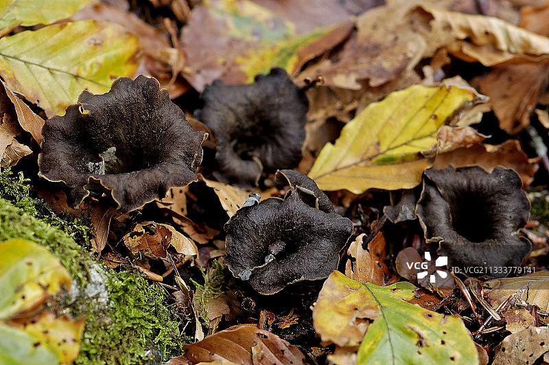法国孚日森林中的黑色小号图片素材