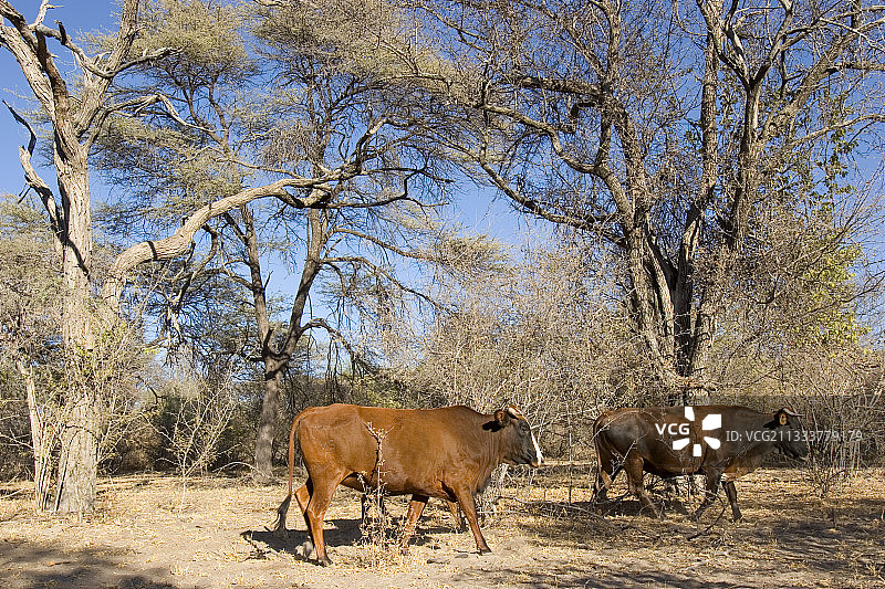 博茨瓦纳过度放牧的牛群图片素材