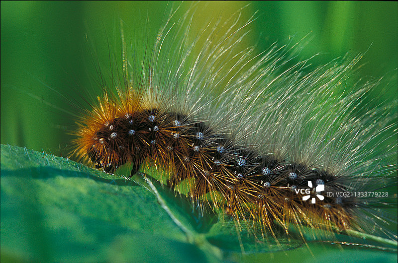 三叶草叶上的花园虎蛾幼虫图片素材