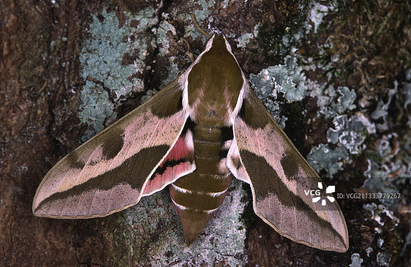 天蛾在法国树干上图片素材