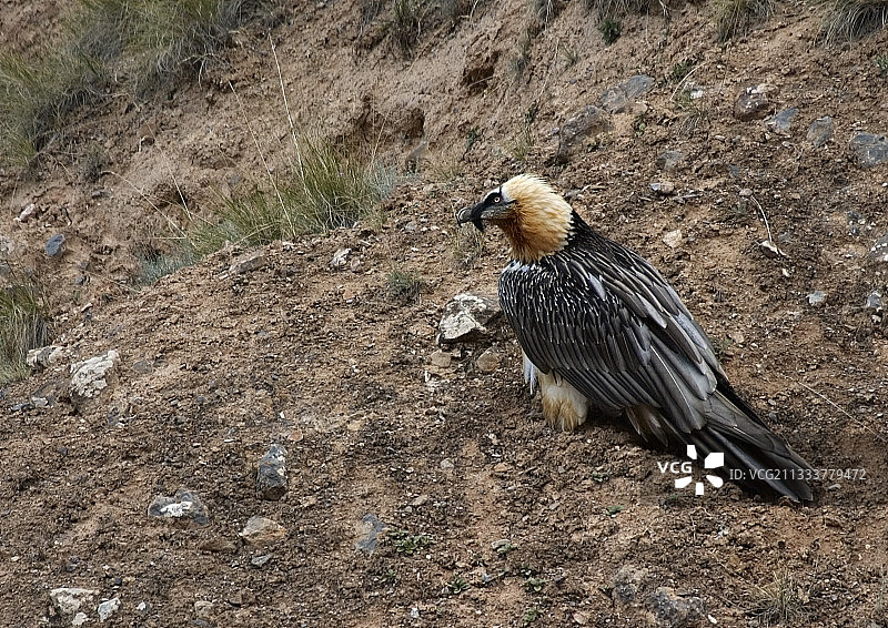 胡兀鹫栖息在吉尔吉斯斯坦的地面上图片素材