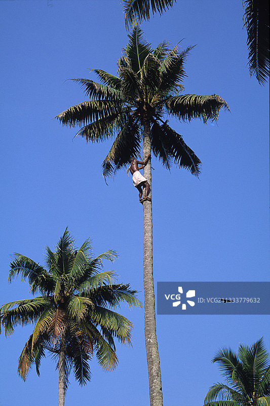 印度喀拉拉邦采摘椰子图片素材