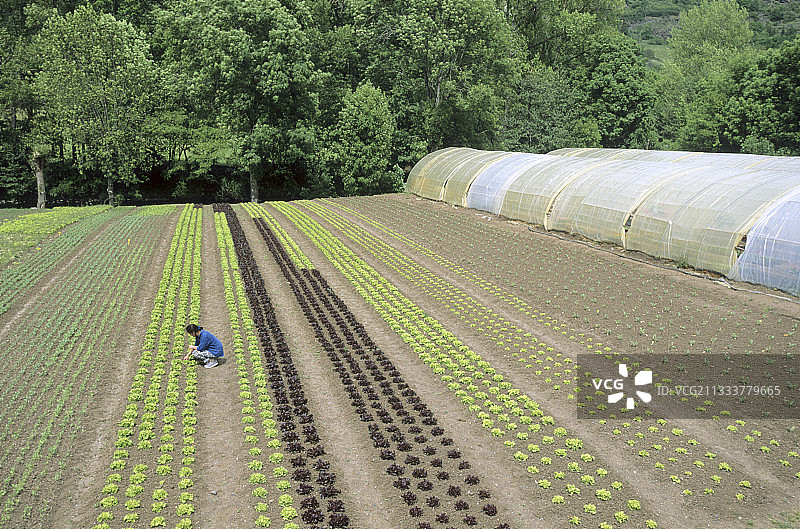法国沙拉种植园图片素材
