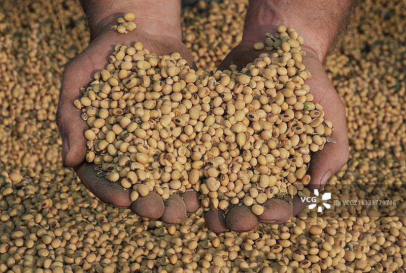 法国大豆颗粒图片素材
