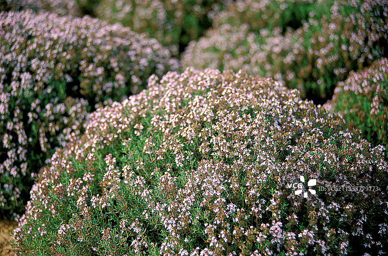 百里香种植图片素材