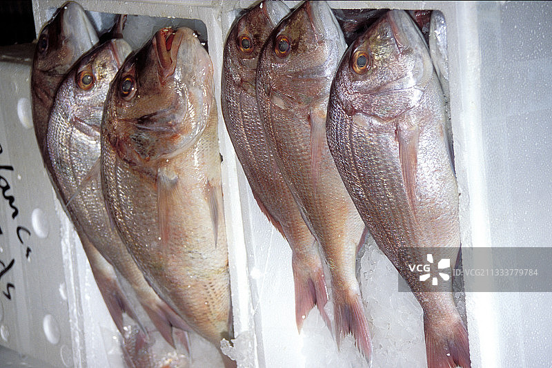 捕获的鲷鱼图片素材