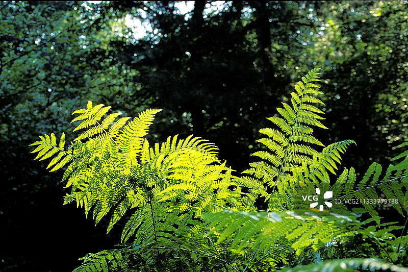 森林中的蕨类植物图片素材