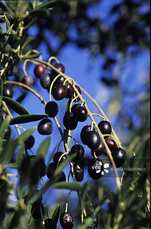 成熟的卡塔隆橄榄图片素材
