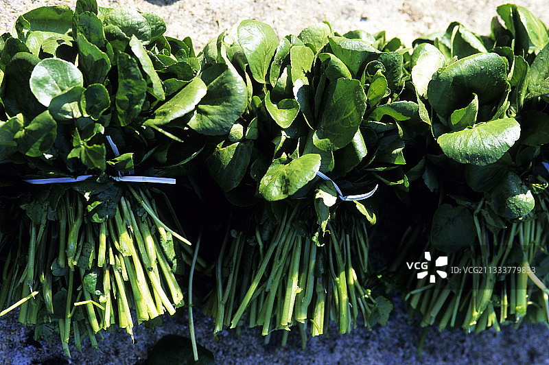 法兰西岛Mereville的豆瓣菜图片素材