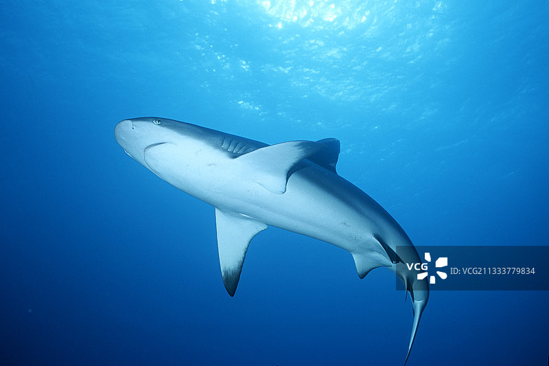 苏丹红海的灰礁鲨图片素材