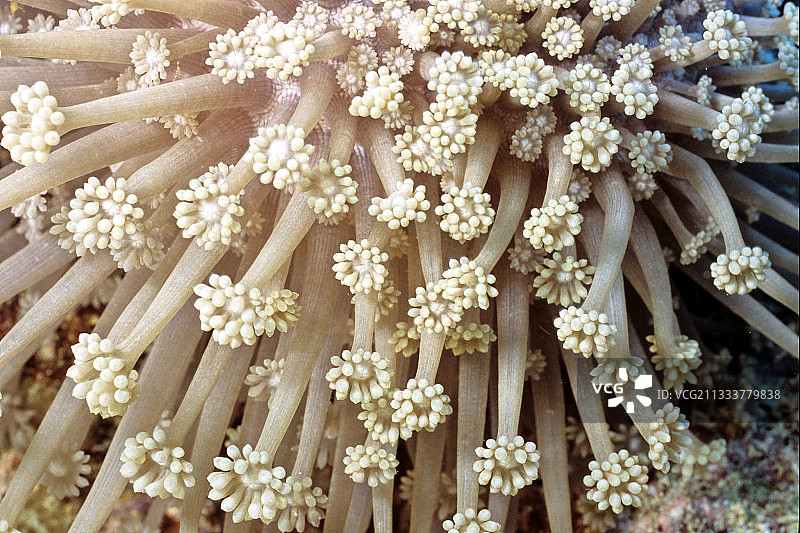 苏丹红海的雏菊珊瑚礁图片素材