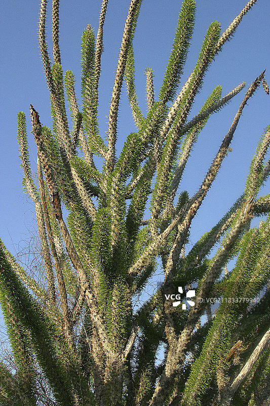 马达加斯加特有迪迪埃雷亚属植物图片素材