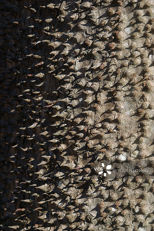 马达加斯加岛安卡拉凡斯卡的带刺树干图片素材