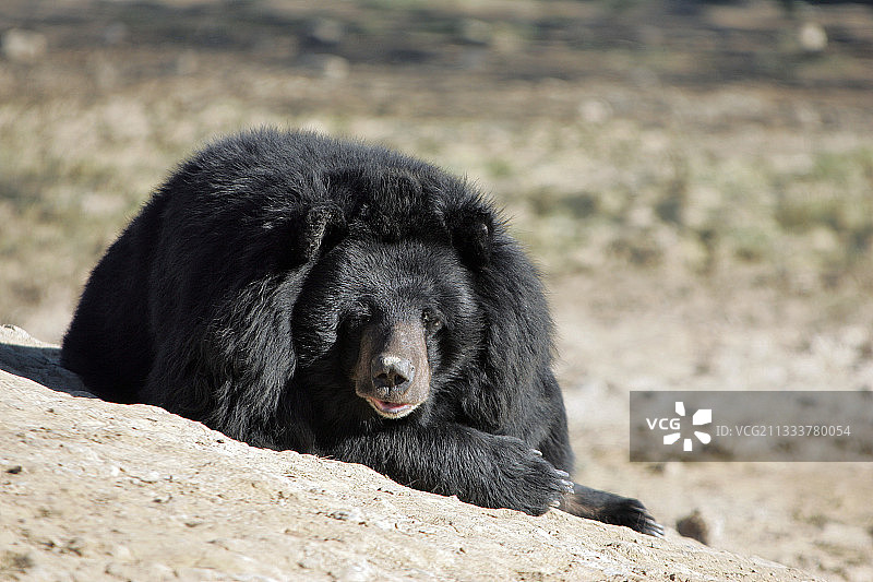 戴着项圈的熊（法国锡让非洲保护区）图片素材