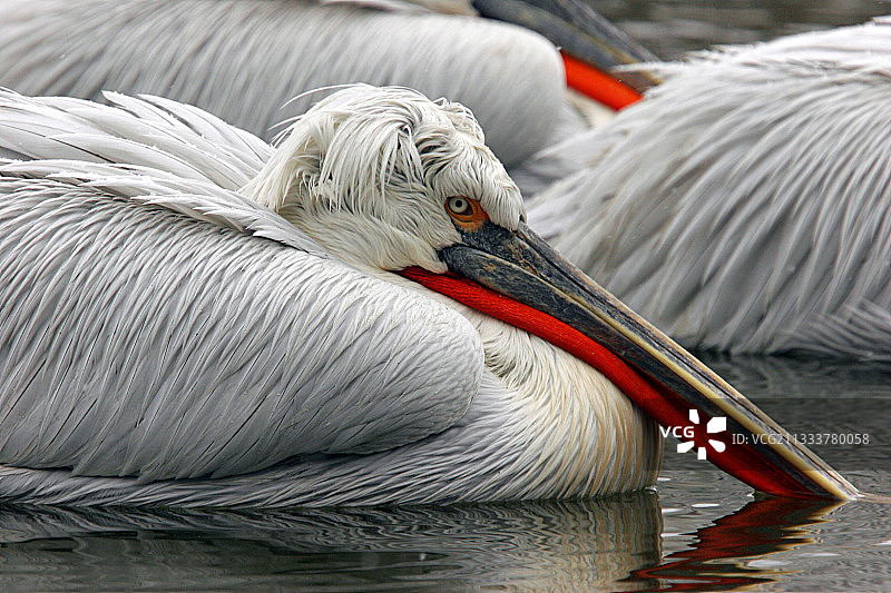 多姆贝恩的卷曲鹈鹕图片素材