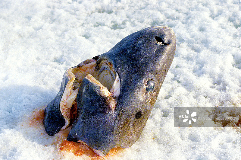 格陵兰睡鲨头部图片素材