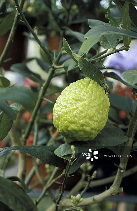 结满果实的香橼树图片素材