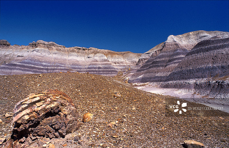 亚利桑那州石化树干图片素材