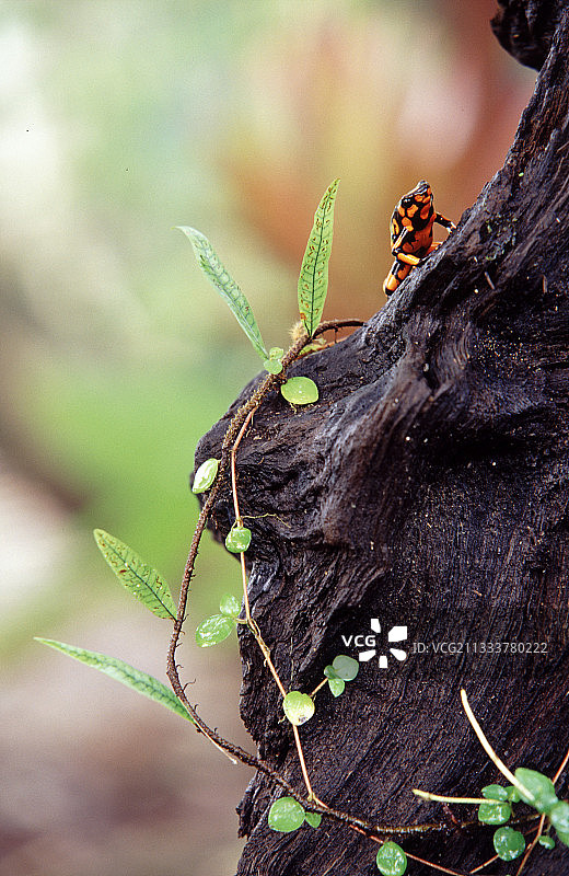 乔科省的毒箭蛙栖息地图片素材