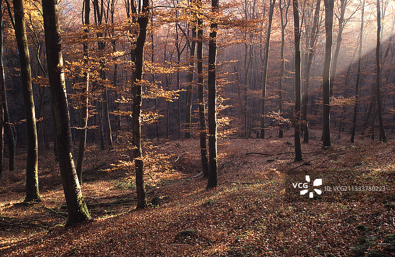 阿登高地山毛榉森林图片素材