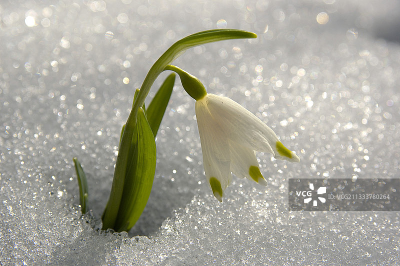雪地中的春雪花图片素材