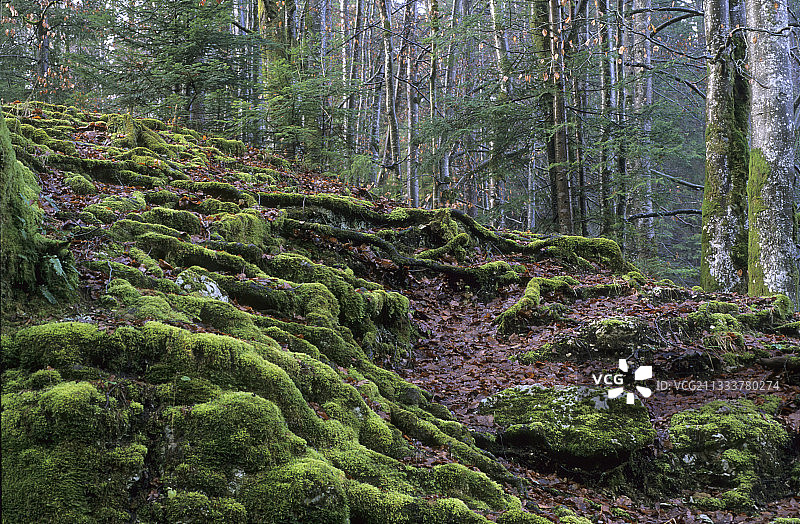 法国潮湿森林中覆盖着泡沫的树根图片素材