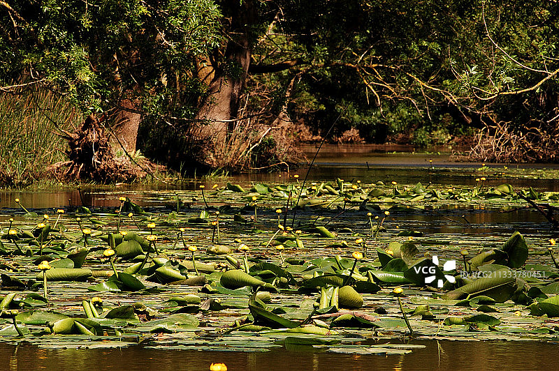 乌贝拉湖国家公园，阿尔及利亚卡拉图片素材