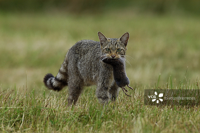 口衔田鼠的野猫，法国图片素材