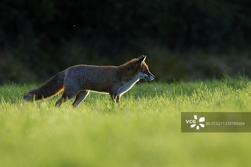 法国孚日暮色中的红狐图片素材