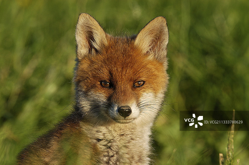 法国孚日省暮色中的小狐狸肖像照图片素材