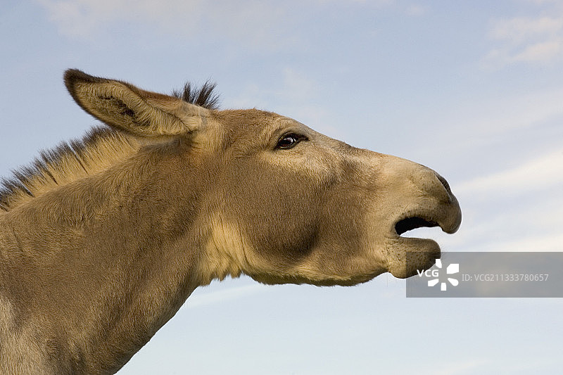 普罗旺斯的驴子，法国图片素材