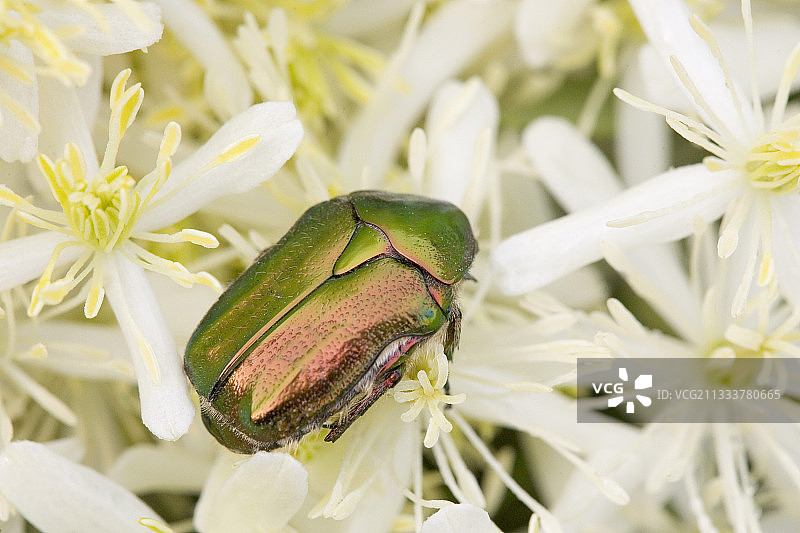 法国花朵上的金色吉丁虫图片素材