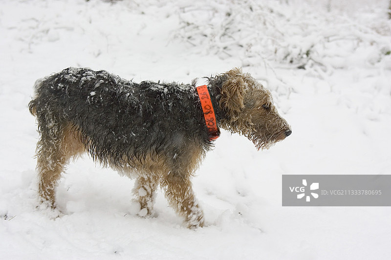 雪地中的猎犬，法国图片素材