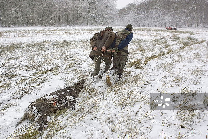 猎人在法国猎杀野猪图片素材