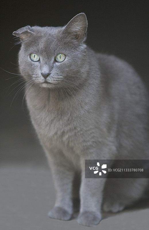 耳朵受伤的老式灰色猫（法国）图片素材