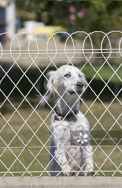 法国猎犬图片素材