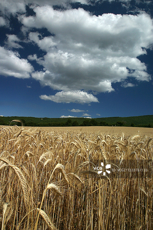 成熟的玉米图片素材