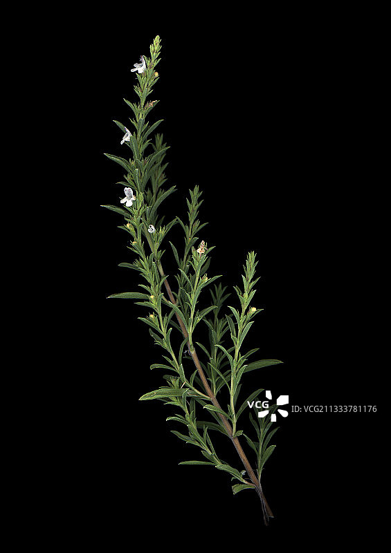 沃克吕兹省开花的野生百里香图片素材