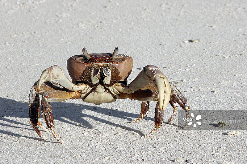 防御姿势的螃蟹图片素材