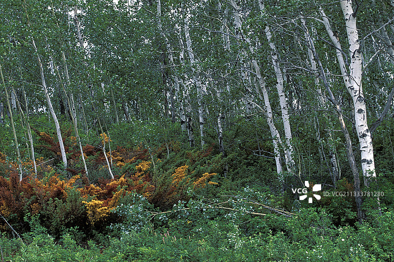 加拿大萨斯喀彻温省的桦树林和灌木丛图片素材