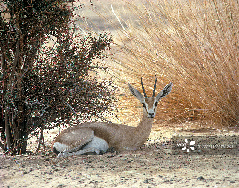 雌性多卡斯瞪羚在阿提尔灌木下躲避阳光图片素材