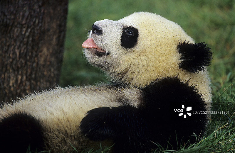 在中国卧龙国家公园里吐舌头的年轻大熊猫图片素材