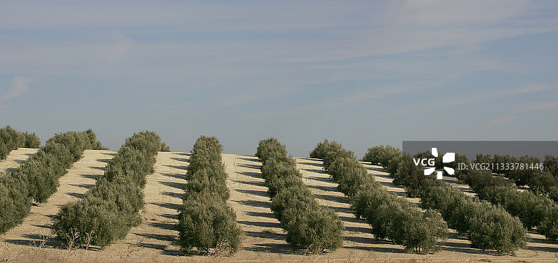 西班牙曼查的橄榄园图片素材