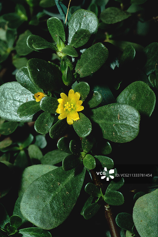 马齿苋花（西班牙）图片素材