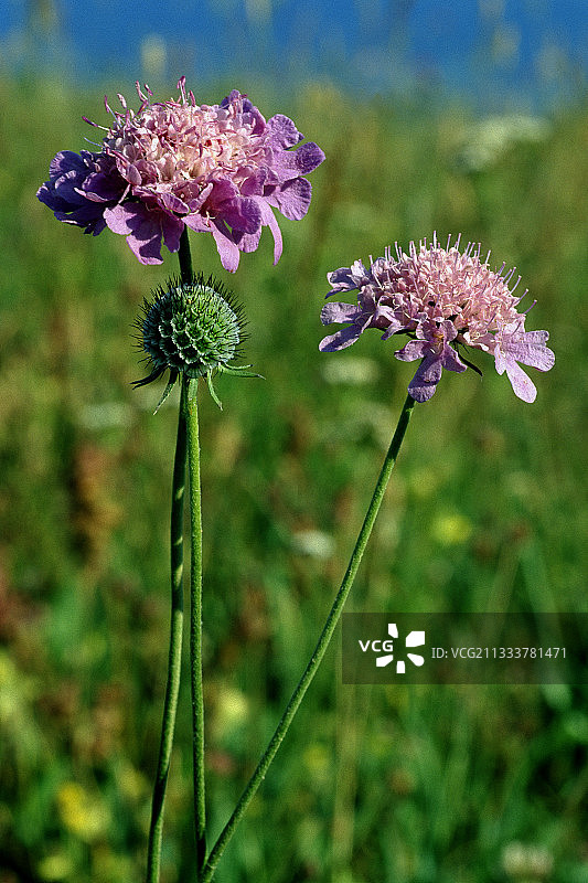 西班牙蓝盆花图片素材
