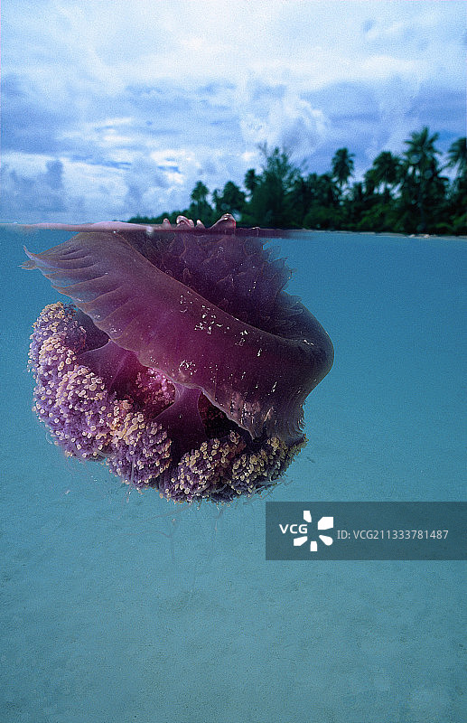 法属波利尼西亚游泳的水母图片素材