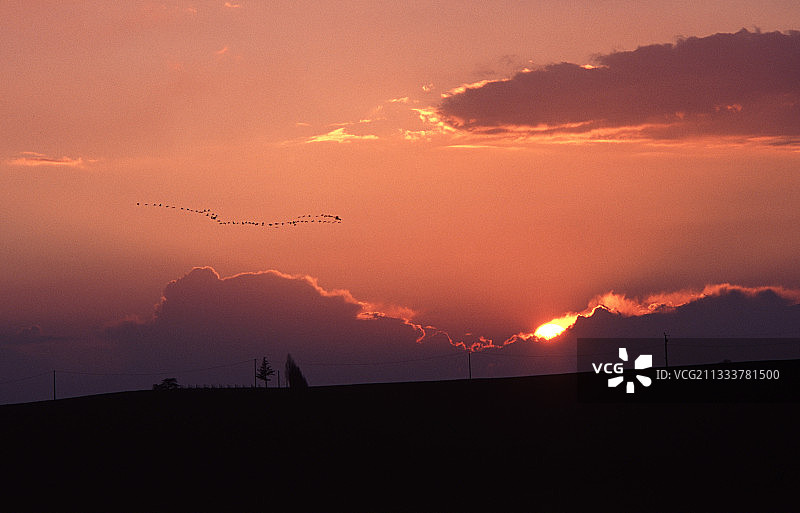 普通鹤群飞翔，热尔省图片素材